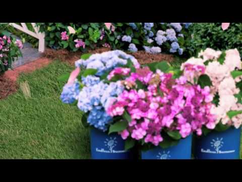 Bailey Nurseries: Endless Summer Garden