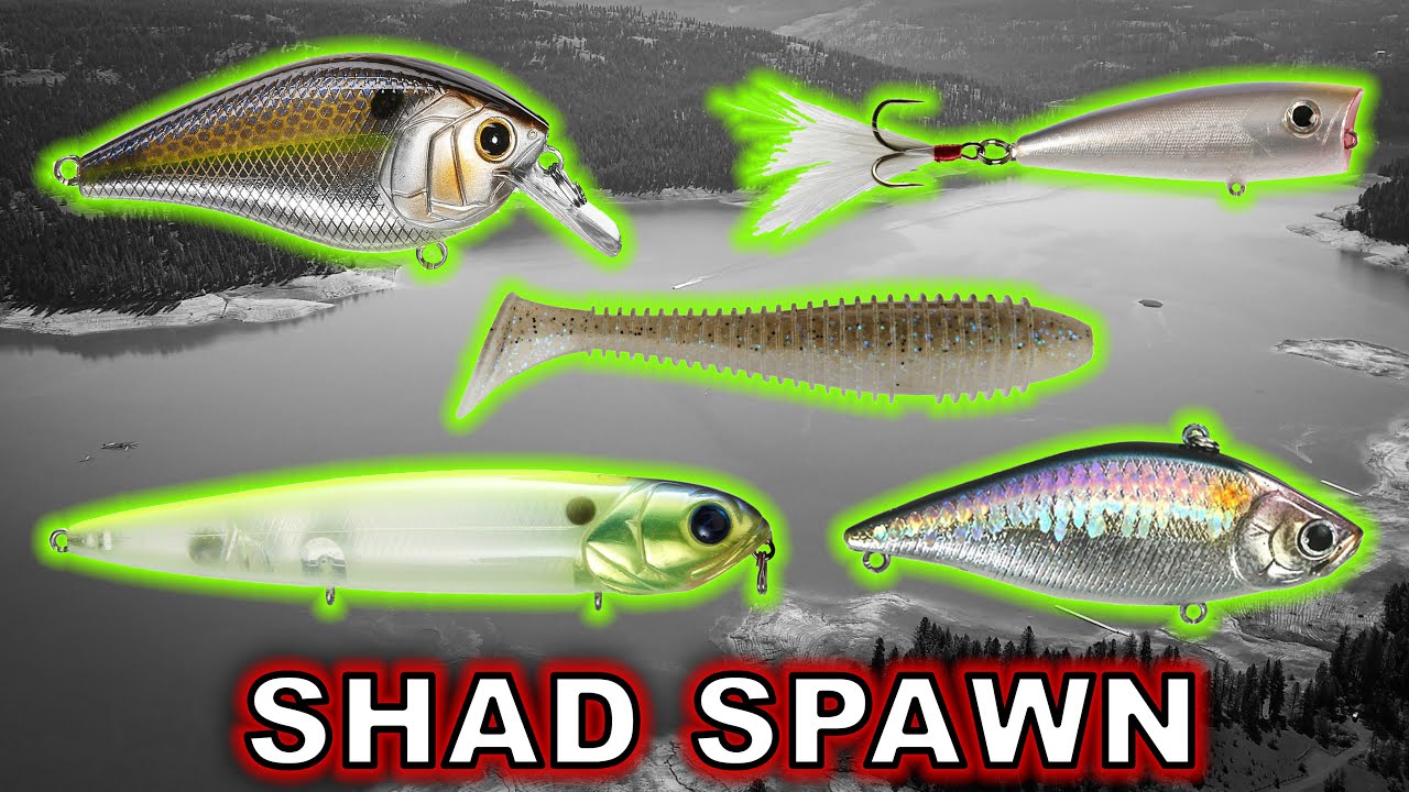 Top 5 Baits For Post Spawn Bass During The Shad Spawn ...