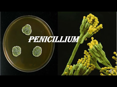 #Penicillium#