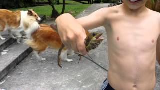 Eric catches a basilisk lizard in the pool.