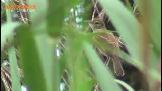 Burung Kerak basi di alam liar,papuan birding Wild life Videography