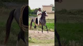 Beautiful Mushka Chalbaz Ghora Nezabazi Black Horse