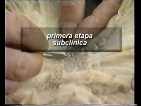 sarna en ovejas