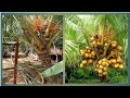 Kelapa pendek berbuah #caratanamkelapacepatberbuah