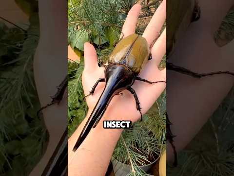 ヘラクレスオオカブトはヘリコプターのような音を立てる 動物