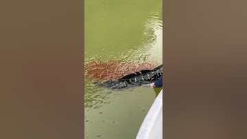 Câu cá lóc bông khủng và cá lòng ròng #cacconvat #docla #fishing