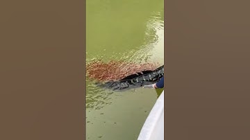 Câu cá lóc bông khủng và cá lòng ròng #cacconvat #docla #fishing