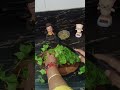 #fun #healthyfood #truelines #funnyshorts #palakrecipe