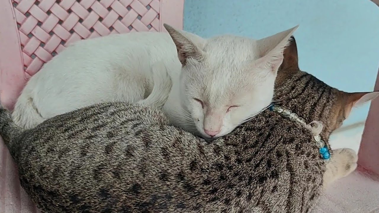 Cute cats sleeping 😴 | new cat video | cute cat video 