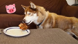 Leaving My Husky Alone With a Pork Chop//His Reaction Is Priceless