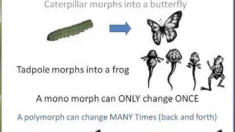 Object Oriented Video Game Design Part 3