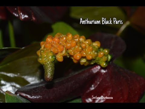 Video: Växande Anthurium Inomhus