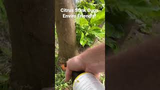 Citrus Stink Bugs Wait For A Hot Day, Dispose