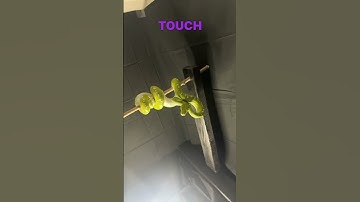 Green bean does not like to be touched. #gtp #aru #biak #greentreepython #python