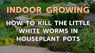 How to Kill the Little White Worms in Houseplant Pots