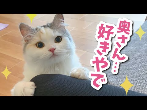 【奇跡！】あの「つくし」がベッタベタに甘えてきました【おしゃべりする猫】