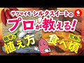 【カネコ種苗】上手に作って、おいしく食べよう！”シルクスイート”【シルクスイート®】