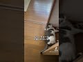 【猫動画】トイレの前で待ち伏せする猫 #shorts #猫