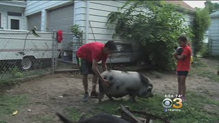 Man Fighting To Keep Pet Pot-Bellied Pig