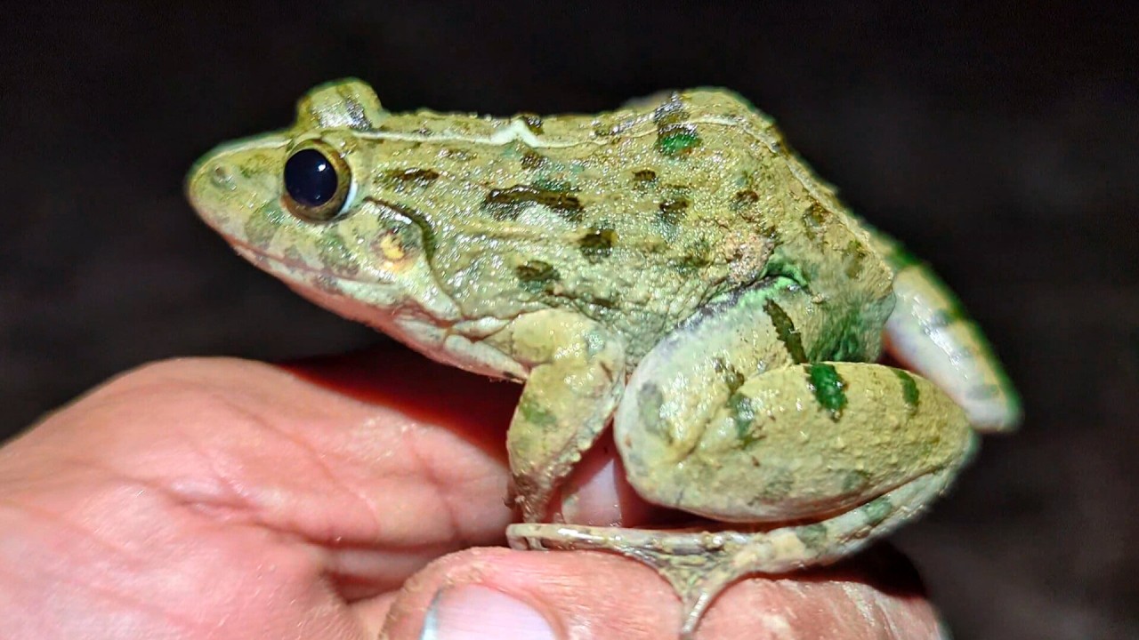 Catch Frog Cute Cute, Frog night Outdoor, Frog Beautiful