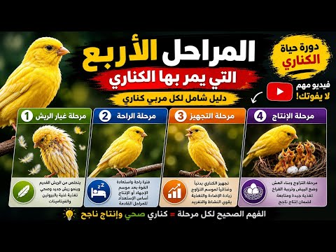أسرار تربية الكناري من غيار الريش & الراحة & التجهيز & و الإنتاج #كناري 