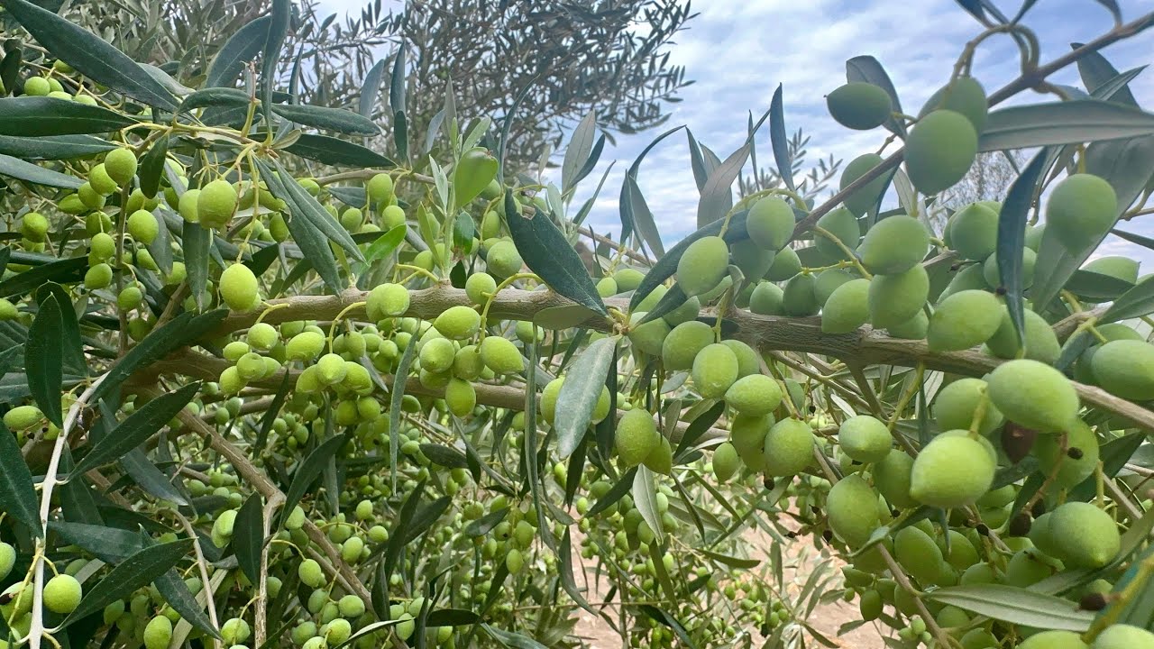 Ελιές ποικιλία Κορωνέικη (Koroneiki)_20/10/2024_Ρόδος,ένα μήνα πριν την ελαιοποίηση !
