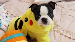 Boston Terrier Pajama Party by BrownstoneBostonTerriers 3,129 views 5 years ago 1 minute, 30 seconds