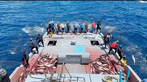 WATCH FULL VIDEO OF CATCHING SKIPJACK TUNA BY POLE-AND-LINE🎣