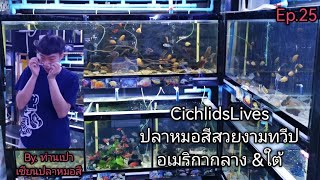 Cichlids​Lives ปลาหม​อสี​สวยงาม​ทวีป​อเมริกา​กลาง​ &​ ใต้​🐟Ep.25