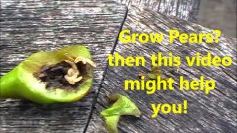 grow pears?  this video might help you!!