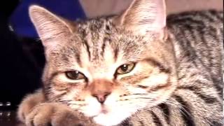 altangera питомник британских кошек в Ростове на дону купить британского котенка