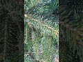 Es funkioniert:Die Nordmanntanne im Gras anpflanzen.It works: Planting the Nordmann fir in the grass