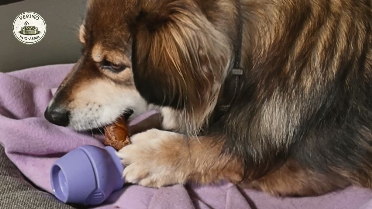 Dog Chewing ASMR | 14 Min Calm Chewing (Chicken Chew)