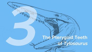 Evan the Tylosaurus 3: The Pterygoid Teeth | Learn to Draw Marine Animals with ZHAO Chuang