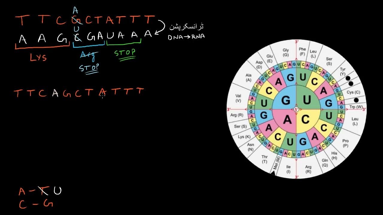 Impact of mutations on translation into amino acids High school