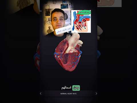 الشرايين والأوردة أبطال الدورة الدموية دم اكسبلور معلومات الطب العربي الانتشار السريع