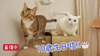 【豆漿直播】 娘娘10歲生日啦!!! 半年看一次本貓