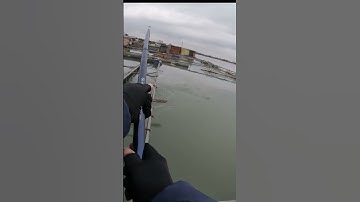 |Câu cá sông| - Câu lục đầu cần sông Thái Bình, cá đè phao đẹp quá.  #câucásông #fishing #câucá