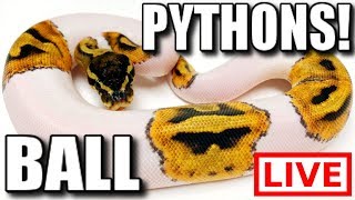 BALL PYTHONS LIVE🔴 | BRIAN BARCZYK