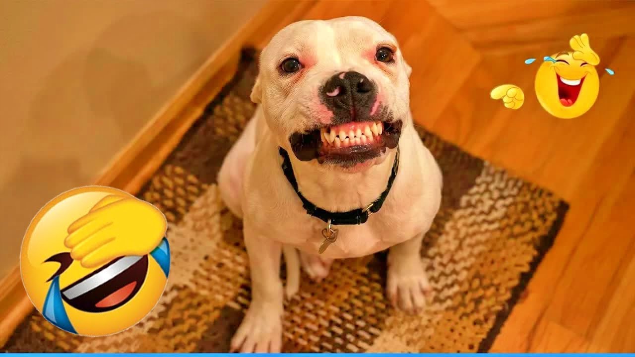 You’ll laugh till it hurts watching these dogs 😍😼 | Best funny pet moments