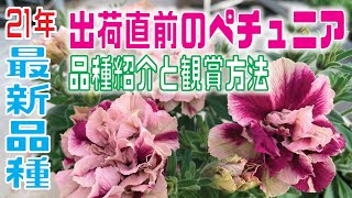 【ユーザー様】２１年最新品種ペチュニア紹介と鉢植えし楽しく観賞する管理方法【ペチュニア4月】
