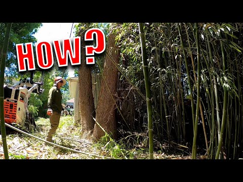 Clearing Hundreds Of Bamboo In One Day | Difficult Removal