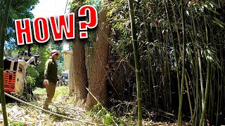 Clearing Hundreds Of Bamboo In One Day | Difficult Removal