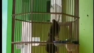 burung wambi isian kapas tembak