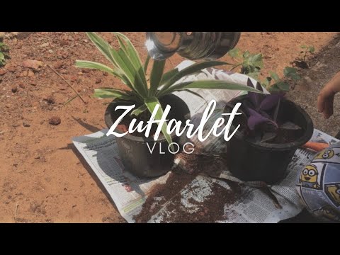 Eng) back after a short break | Iftar menus 🌯🥪 | planting 🪴 | Short VLOG |