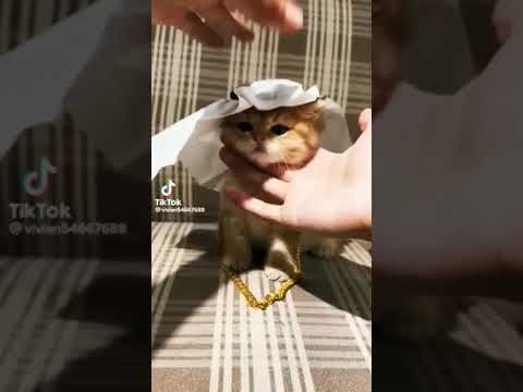 Котёнок Шейх МемыМемМилотаTrendingMemesShortsTolCatCuteТопТренды