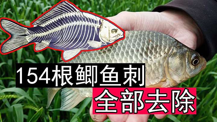 鯽魚如何去刺？154根鯽魚刺，3分鐘一次性全部去除，最詳細的鯽魚去魚刺的教材，吃鯽魚好似吃豆腐一樣安全簡單。廣東美食，順德無骨魚的詳細做法，清蒸無骨鯽魚怎麼腌制？怎麼烹飪？蒸多長時間？如何蒸最鮮嫩 - 天天要聞