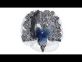 A Time Lapse Look At How Alzheimer S Spreads A Time Lapse Look At How Alzheimer S Spreads