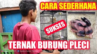 TERNAK PLECI‼️SUKSES DENGAN CARA SEDERHANA