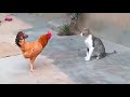 خناقة جامدة بين قطة وديك.  Match between a cat and a rooster